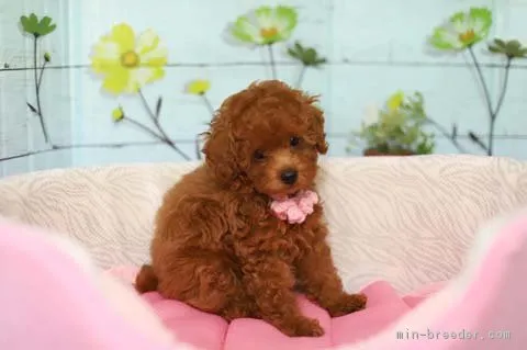 ID：1707-02474の子犬