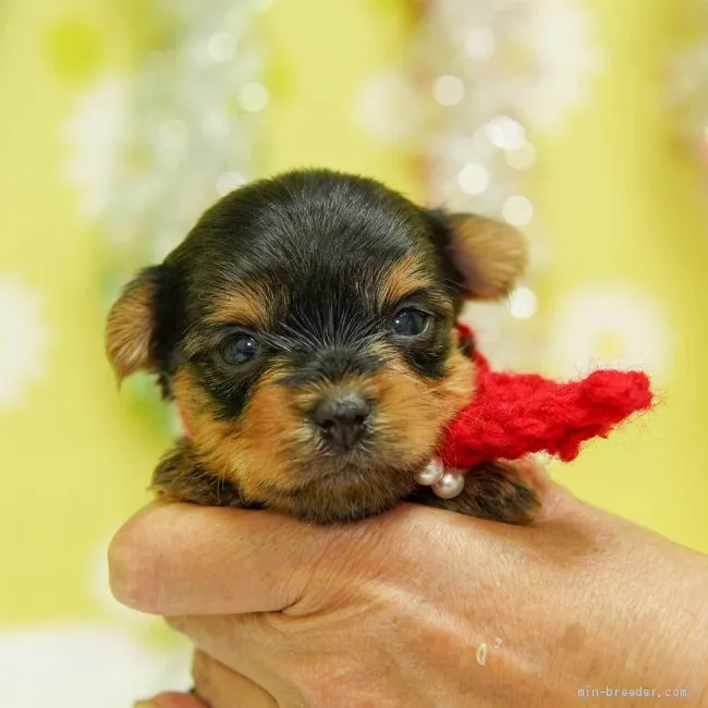 ID：2005-01727の子犬