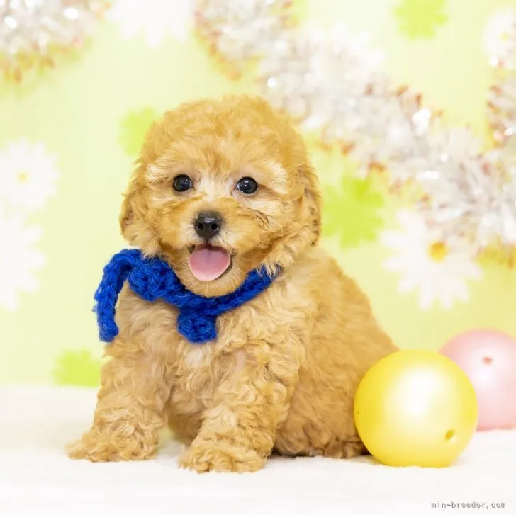 ID:2307-01145の子犬