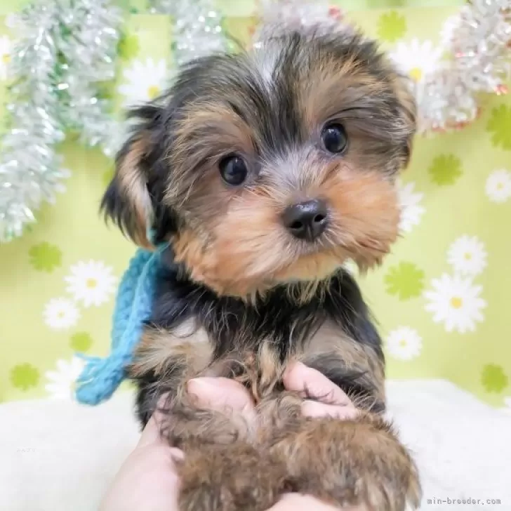 ID:2311-06470の子犬