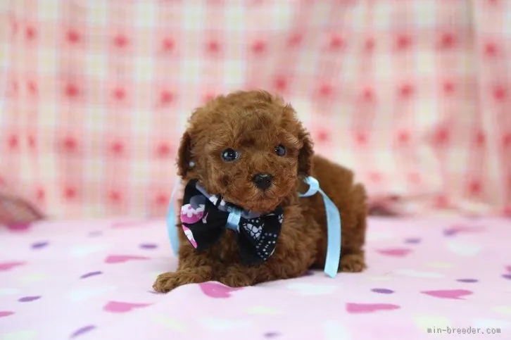 ID：1602-00061の子犬