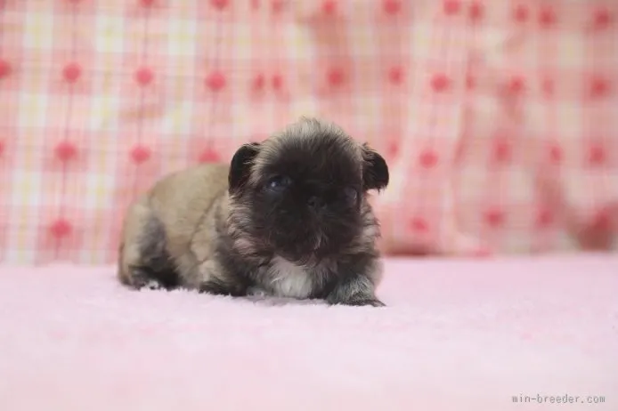 ID:1511-00612の子犬