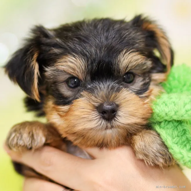 ID：2110-01995の子犬