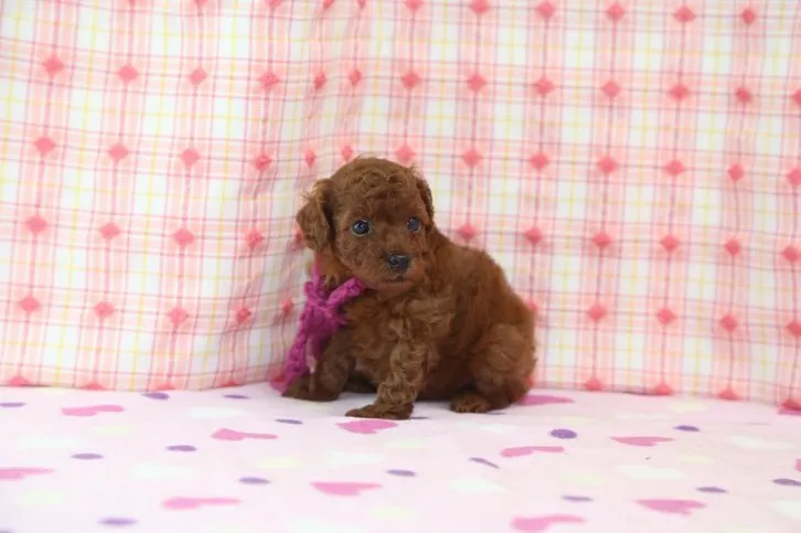 ID：1607-01899の子犬