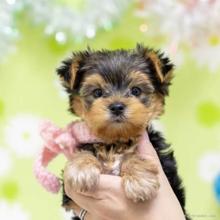 ID：2401-04020の子犬