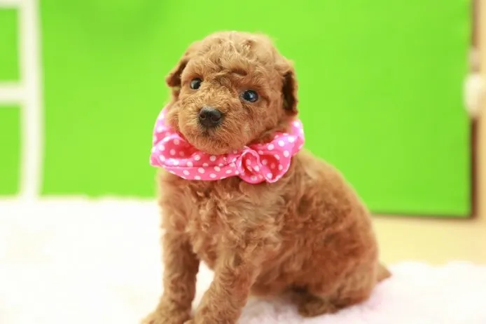 ID:1403-01250の子犬