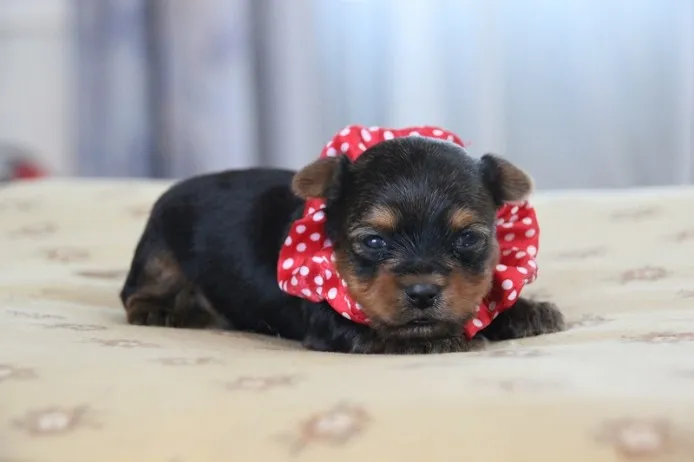 ID：1304-00471の子犬