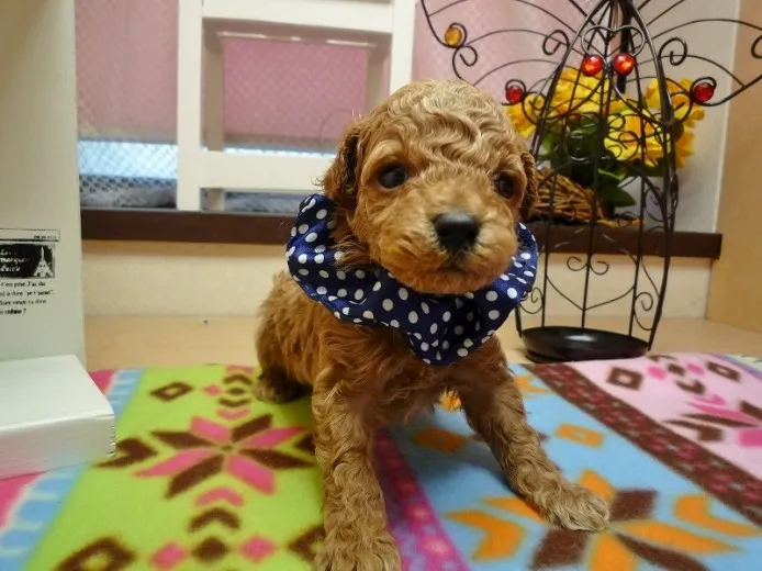 ID：1211-00123の子犬