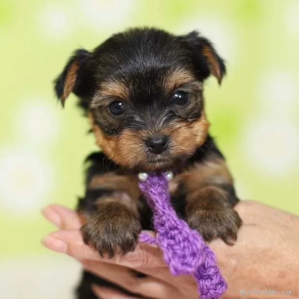 ID：1810-01617の子犬