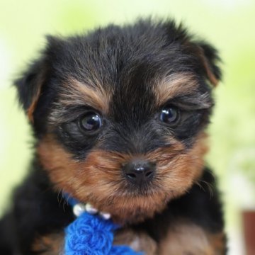 ヨークシャーテリア【大分県・男の子・2019年1月29日・スティールブルー&タン】の写真「コロコロまんまるとしたキュートな男の子♡」