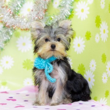 ヨークシャーテリア【大分県・男の子・2024年6月21日・スティールブルー&タン】の写真「東京・大阪・北海道・沖縄、対応可能です☆」