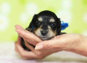 カニンヘンダックスフンド(ロング)【大分県・男の子・2018年4月22日・ブラック&イエロー】の写真「とても元気な男の子です☆5/15撮影」