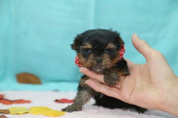 ヨークシャーテリア【大分県・女の子・2016年12月16日・ステイールブルー タン】の写真「」