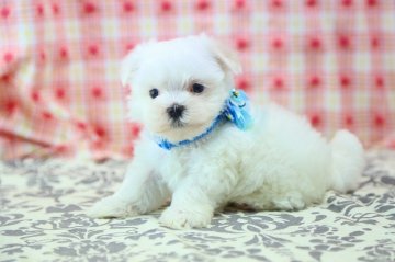 マルチーズ【大分県・男の子・2014年6月25日・ホワイト】の写真「仲良し兄弟」
