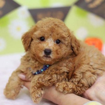 トイプードル(トイ)【大分県・男の子・2018年8月28日・アプリコット】の写真「クリクリお目目のモコモコくん♡とっても可愛いですよ」