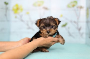 ヨークシャーテリア【大分県・女の子・2017年6月10日・スティールブルー タン】の写真「これからどんどん可愛くなりますよ☆」