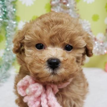 ミックス(マルプー×プードル)【大分県・女の子・2022年8月26日・レッド】の写真「東京・大阪・北海道・沖縄、対応可能です☆」