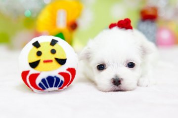 マルチーズ【大分県・女の子・2019年12月2日・ホワイト】の写真「まだ目が開いたばかりの赤ちゃんです♡」