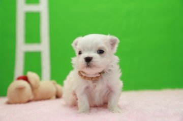 マルチーズ【大分県・男の子・2013年11月25日・ホワイト】の写真「ふわふわ」