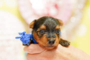 ヨークシャーテリア【大分県・男の子・2020年3月29日・スティールブルー&タン】の写真「コロコロの超ハンサムくん♡」