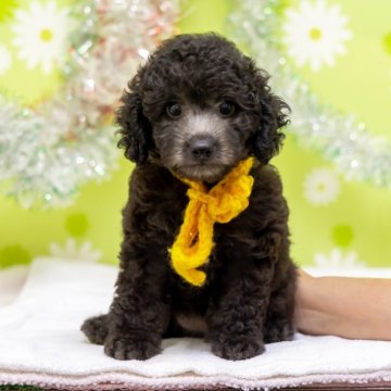 トイプードル(タイニー)【大分県・女の子・2024年6月2日・シルバー】の写真「東京・大阪・北海道・沖縄、対応可能です☆」