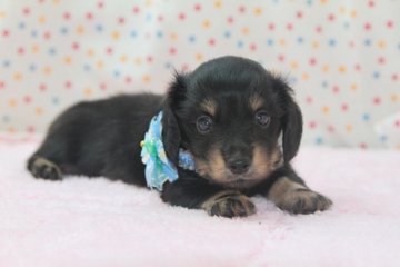 カニンヘンダックスフンド(ロング)【大分県・男の子・2016年9月5日・ブラック クリーム】の写真「」