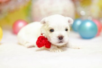 マルチーズ【大分県・女の子・2020年3月23日・ホワイト】の写真「まだ目が開いたばかりの赤ちゃんです♡」
