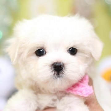 マルチーズ【大分県・女の子・2019年10月15日・ホワイト】の写真「お早めに！大人しくてとっても可愛い女の子です☆」