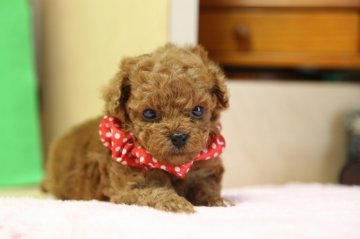 トイプードル(トイ)【大分県・女の子・2013年12月20日・レッド】の写真「仲良し兄妹でーす」