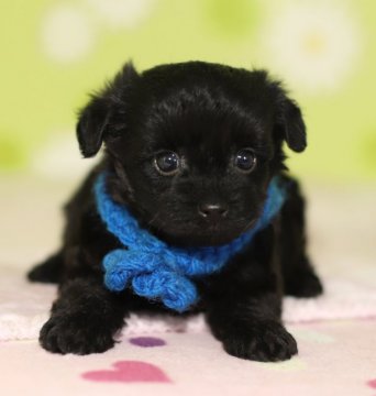 ヨークシャーテリア【大分県・男の子・2018年6月19日・ブラック】の写真「クリクリお目目でとっても愛くるしい男の子♡」