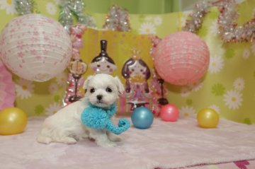 マルチーズ【大分県・男の子・2020年12月15日・ホワイト】の写真「これからどんどん可愛くなります♡」
