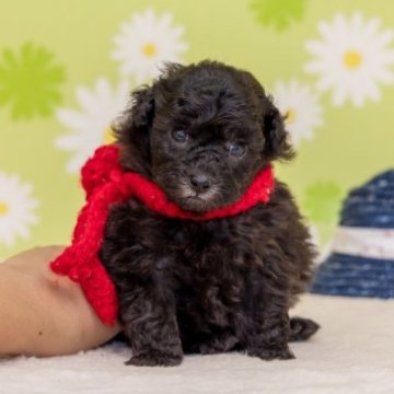 トイプードル(タイニー)【大分県・女の子・2023年8月16日・シルバー】の写真「東京・大阪・北海道・沖縄、対応可能です☆」