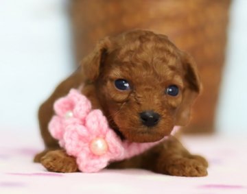 トイプードル(トイ)【大分県・女の子・2017年10月5日・レッド】の写真「どんどん可愛くなりますよ☆」