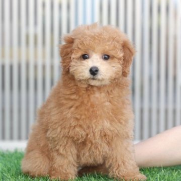 トイプードル(トイ)【大分県・男の子・2022年12月15日・アプリコット】の写真「東京・大阪・北海道・沖縄、対応可能です☆」