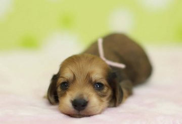 カニンヘンダックスフンド(ロング)【大分県・女の子・2017年4月7日・シェーデッドイエロー】の写真「とてもおとなしく甘えん坊な女の子です☆」