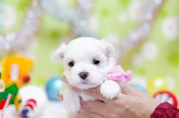 マルチーズ【大分県・女の子・2019年12月2日・ホワイト】の写真「まだ目が開いたばかりの赤ちゃんです♡」