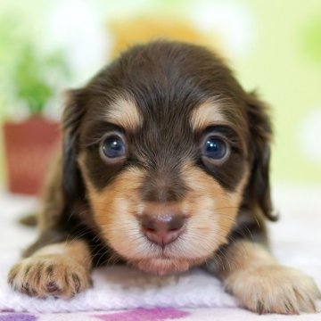 ミニチュアダックスフンド(ロング)【大分県・女の子・2019年5月30日・チョコ&イエロー】の写真「天使のように可愛い女の子です♡」