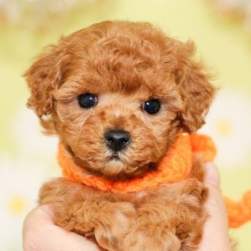 トイプードル(トイ)【大分県・女の子・2022年12月15日・アプリコット】の写真「東京・大阪・北海道・沖縄、対応可能です☆」