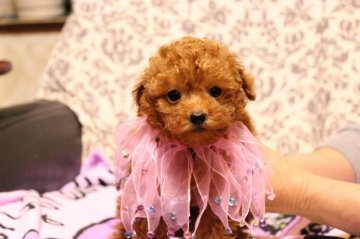 トイプードル(トイ)【大分県・女の子・2012年10月20日・レッド】の写真「」