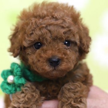 トイプードル(トイ)【大分県・男の子・2019年1月16日・レッド】の写真「ぬいぐるみのようにとっても可愛い男の子です♡」