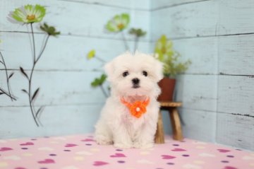 マルチーズ【大分県・女の子・2017年1月28日・ホワイト】の写真「おとなしくてとても可愛いです」
