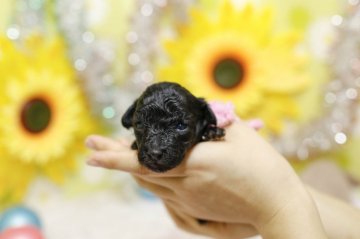トイプードル(タイニー)【大分県・女の子・2020年8月15日・シルバー】の写真「まだ目が開いたばかりの赤ちゃんです♡」