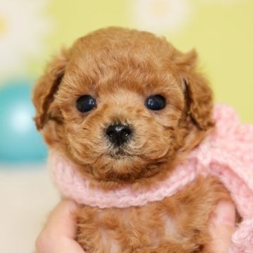 トイプードル(トイ)【大分県・女の子・2022年12月15日・アプリコット】の写真「東京・大阪・北海道・沖縄、対応可能です☆」