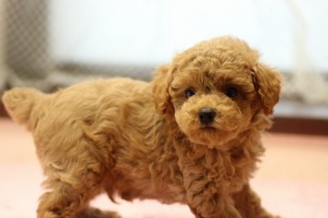 トイプードル(トイ)【大分県・男の子・2013年4月13日・アプリコット】の写真「」