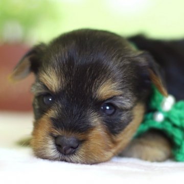 ヨークシャーテリア【大分県・男の子・2019年2月19日・スティールブルー&タン】の写真「癒し系♡目がキラキラしてキレイな男前くん♡」