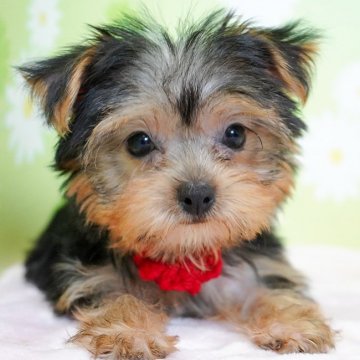 ヨークシャーテリア【大分県・女の子・2019年3月11日・スティールブルー&タン】の写真「赤が良く似合うとっても可愛い女の子です♡」