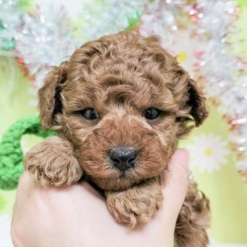 トイプードル(タイニー)【大分県・男の子・2023年2月23日・レッド】の写真「東京・大阪・北海道・沖縄、対応可能です☆」