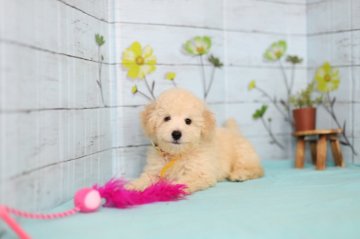 トイプードル(トイ)【大分県・男の子・2017年6月3日・クリーム】の写真「毎日元気に遊んでます☆」