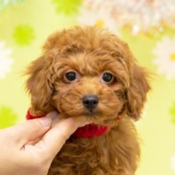 トイプードル(タイニー)【大分県・女の子・2023年9月26日・レッド】の写真「東京・大阪・北海道・沖縄、対応可能です☆」