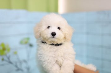 トイプードル(トイ)【大分県・男の子・2017年6月3日・ホワイト】の写真「シロクマみたいで可愛いです☆」